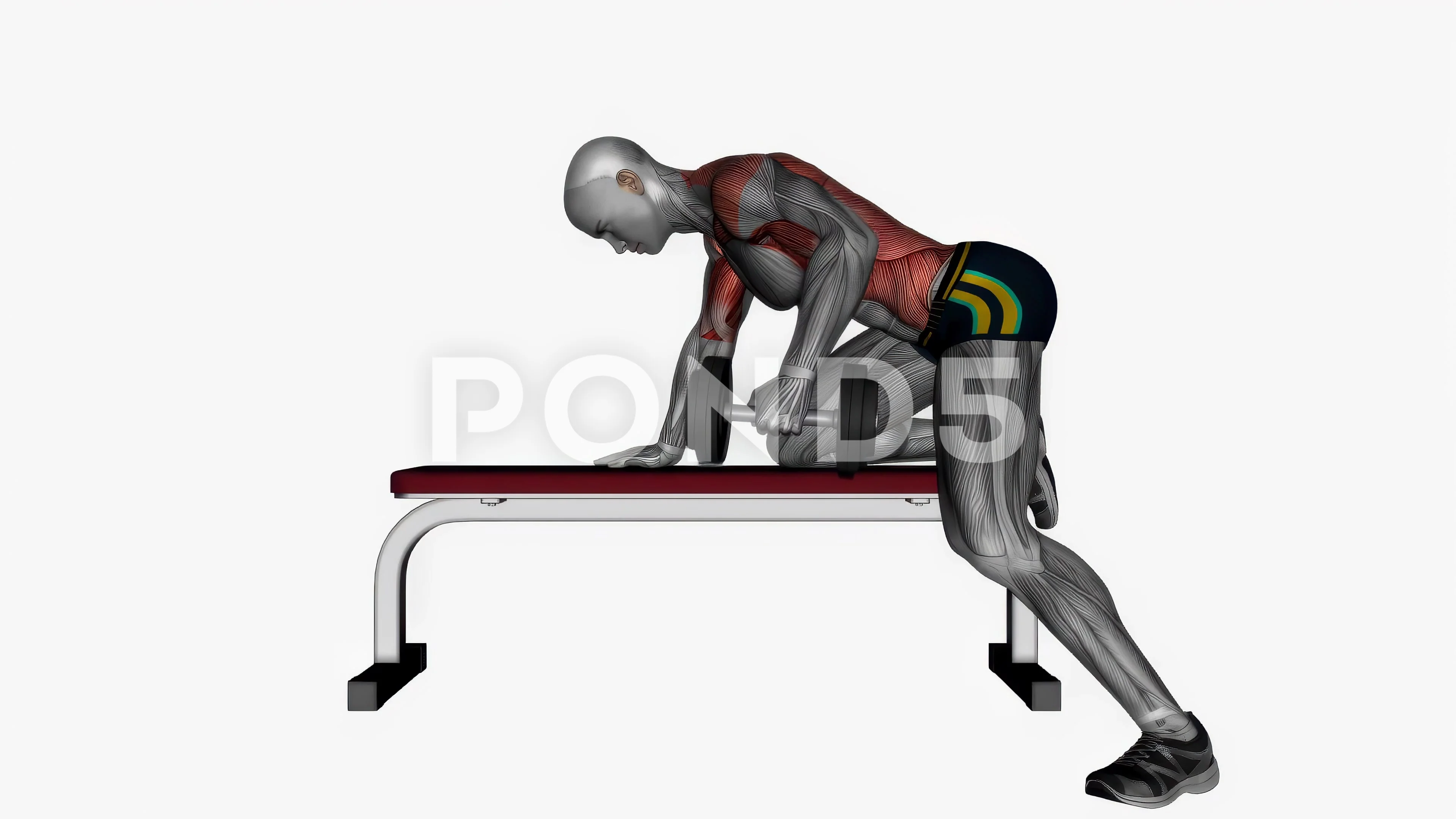 Dumbbell Bent Over Row Muscles Worked