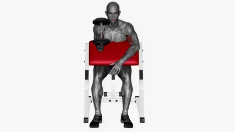 Single arm preacher hammer curl  fitness exercise workout animation male muscle  Vídeos de archivo 243985485