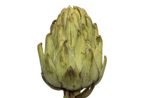 Single artichoke from side view Stock Photos