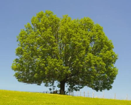 Single ash tree Stock Photos