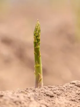 Single asparagus on soil Stock Photos