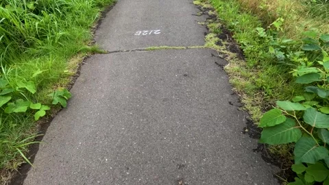 A single asphalt road with grass on the left and right Stock Footage 243550571
