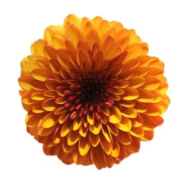 Single aster Stock Photos