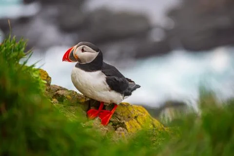 Single atlantic puffin Stock-Fotos