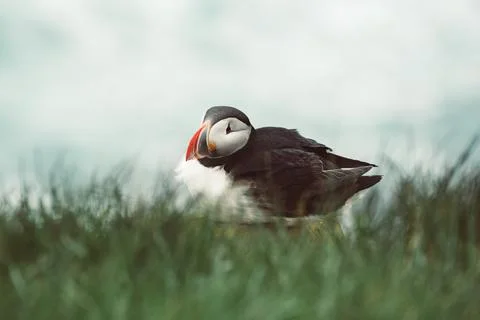 Single atlantic puffin Stock-Fotos