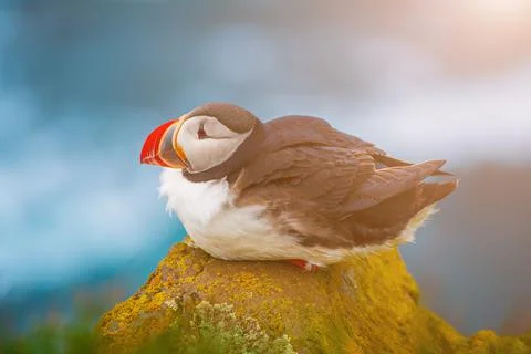 Single atlantic puffin Фото