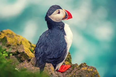 Single atlantic puffin 写真素材