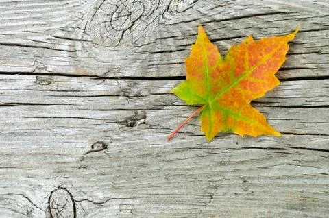 Single autumn colored maple leaf at an old weathered wooden surface Stock Photos