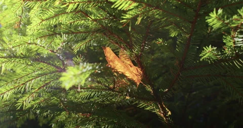 Single autumn leaf caught in vibrant green fir branches. Sunlight filtering Stock Footage 272507229