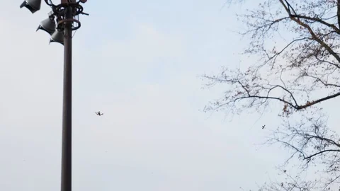 Single autumn leaf falling from a tree in ultra slow motion Stock Footage 101145601