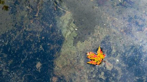 Single autumn leaf floating in shallow water Stock Photos