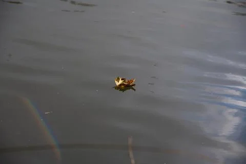 A single autumn leaf floating in a stream, with a rainbow next to it Stock Photos