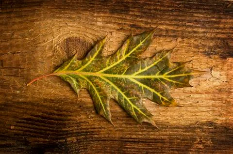Single autumn leaf over old knaggy board. Stock Photos