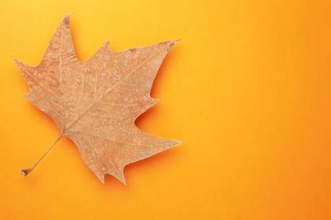 Single Autumn Leaf Over Orange Background Stock Photos