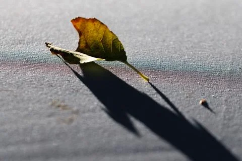 Single autumn leaf rests on textured surface Stock Photos