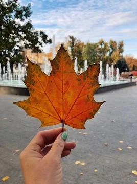 Single autumn maple leaf in hand Stock Photos