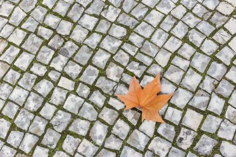 Single autumn maple leaf lying on the stone pavement. 写真素材