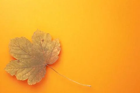 Single Autumn Maple Leaf On Orange Background Stock Photos