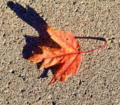 Single autumn maple leaf Foto stock
