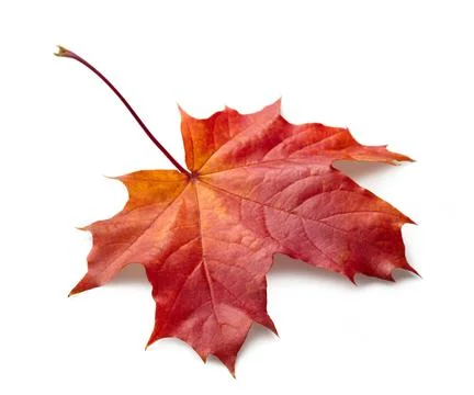 Single autumn maple leaf on white background with shadows, clipping path  for Stock Photos
