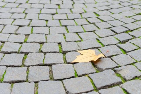 Single autumn maple yellow leaf fall on paved cobblestone pavement Stock Photos