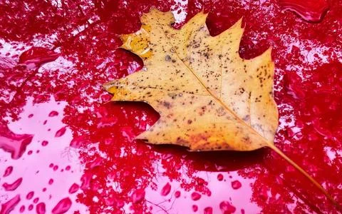 Single autumn oak leaf with dark spots lies on a wet vibrant red metallic s.. Stock Photos