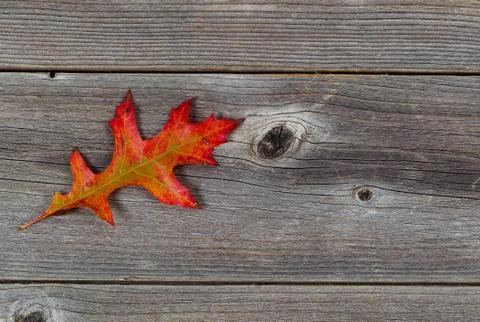 Single autumn oak leaf on rustic wood Stock Photos