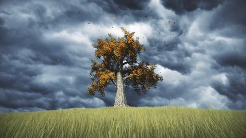 Single Autumn Tree Video stock 107325019