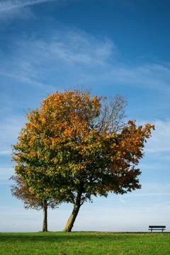 Single autumn tree Stock Photos