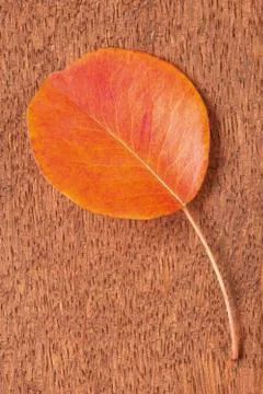 Single autumnal leaf Stock Photos