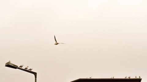 The single aviator Stock Photos