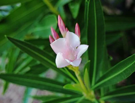 Single Azalea Flower Stock-Fotos