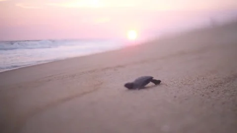 Single baby turtle at sunset Video stock 82865913