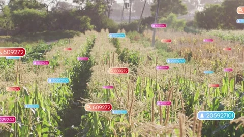 Single badge appearing above maize row, data badges spreading and drifting, Stock Footage 334418736