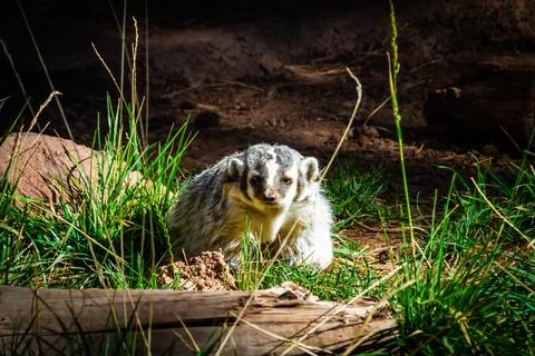 A single badging in the forest in sunlight Stock Photos