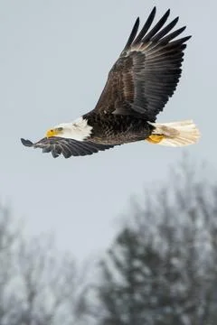 Single bald eagle in flight Stock Photos
