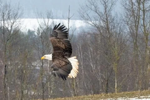 Single bald eagle in flight Stock Photos