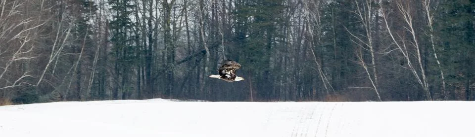 Single bald eagle in flight Stock Photos