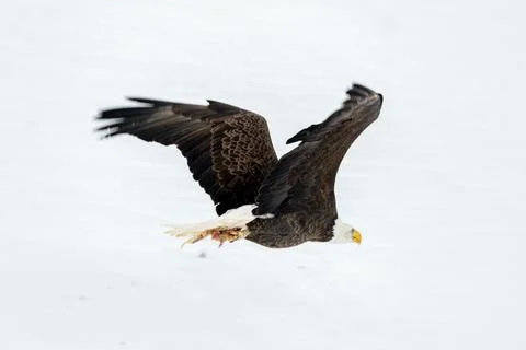 Single bald eagle in flight Stock Photos
