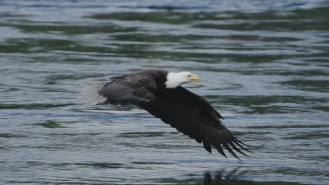Single Bald Eagle Gliding Low Above Open Water Stock Footage 341030333
