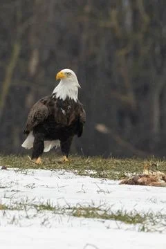 Single bald eagle looking for food Stock Photos
