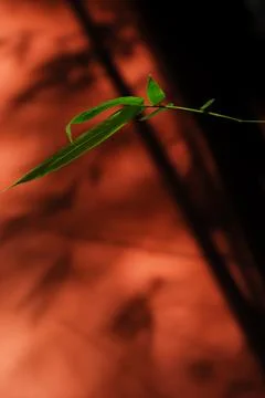 Single Bamboo Leaf Branch Against Blurred Red Wall Background, Oriental Min.. Stock Photos