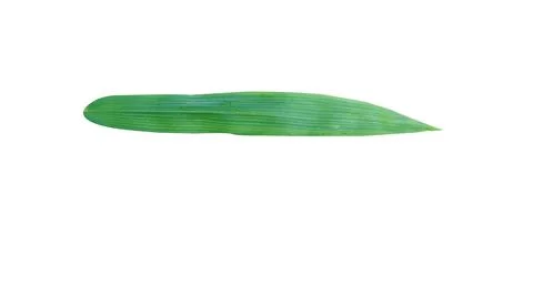 A single bamboo leaf on a white background looks naturally slender. Stock Illustration