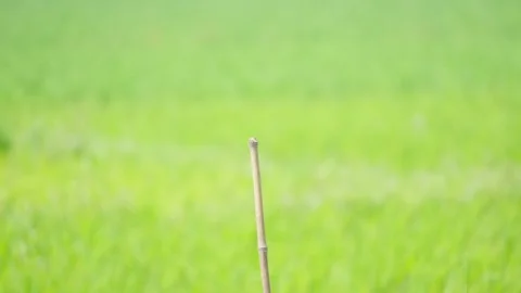 Single Bamboo Pole Standing in a Rice Field Stock-Footage 337143376