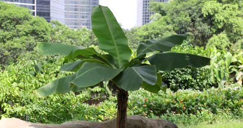 A single banana tree in Central, Hong Kong Island Stock Footage 162965992
