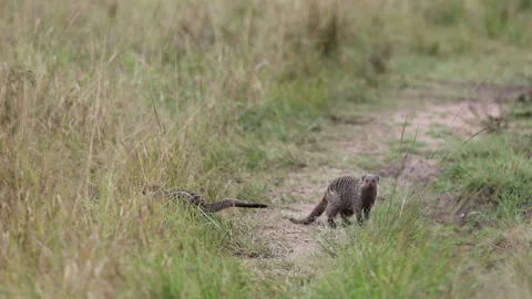 Single banded mongoose walking on dirt track, Masai Mara Stock Footage 333897876