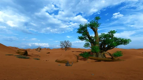 Single Baobab tree in African desert Stock Footage 136516003