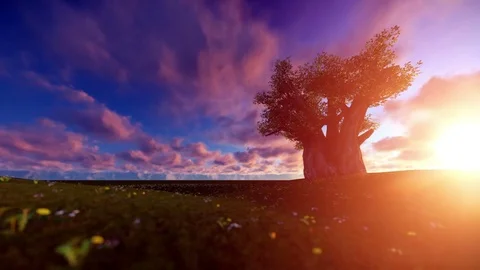 Single Baobab tree on a Beautiful sunset Stock Footage 77099267