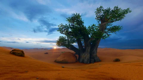 Single Baobab tree on desert Video stock 143393213