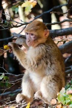 Single barbary ape Stock Photos